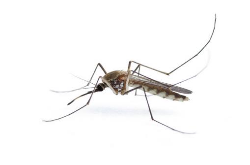 ABUIABACGAAgzO2ByQUogcnD7wMw-QM4zwI